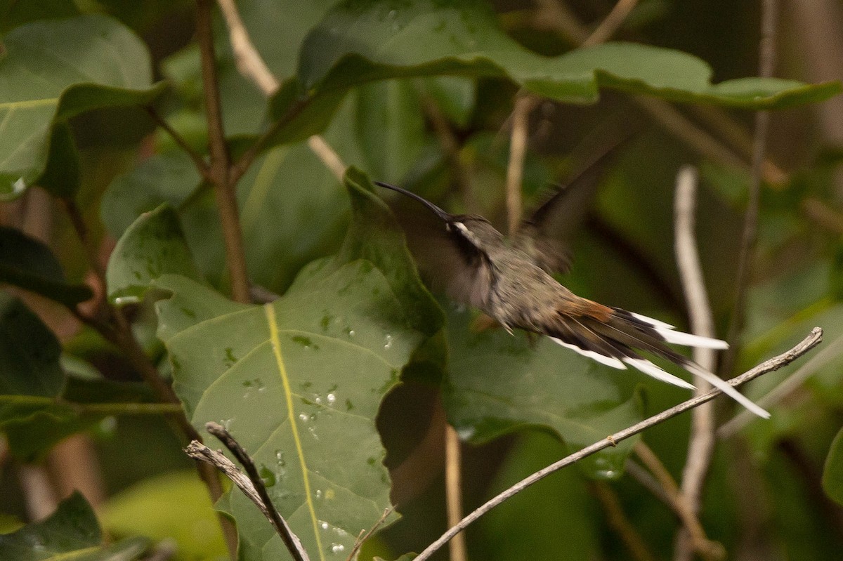 Sooty-capped Hermit - ML638145481