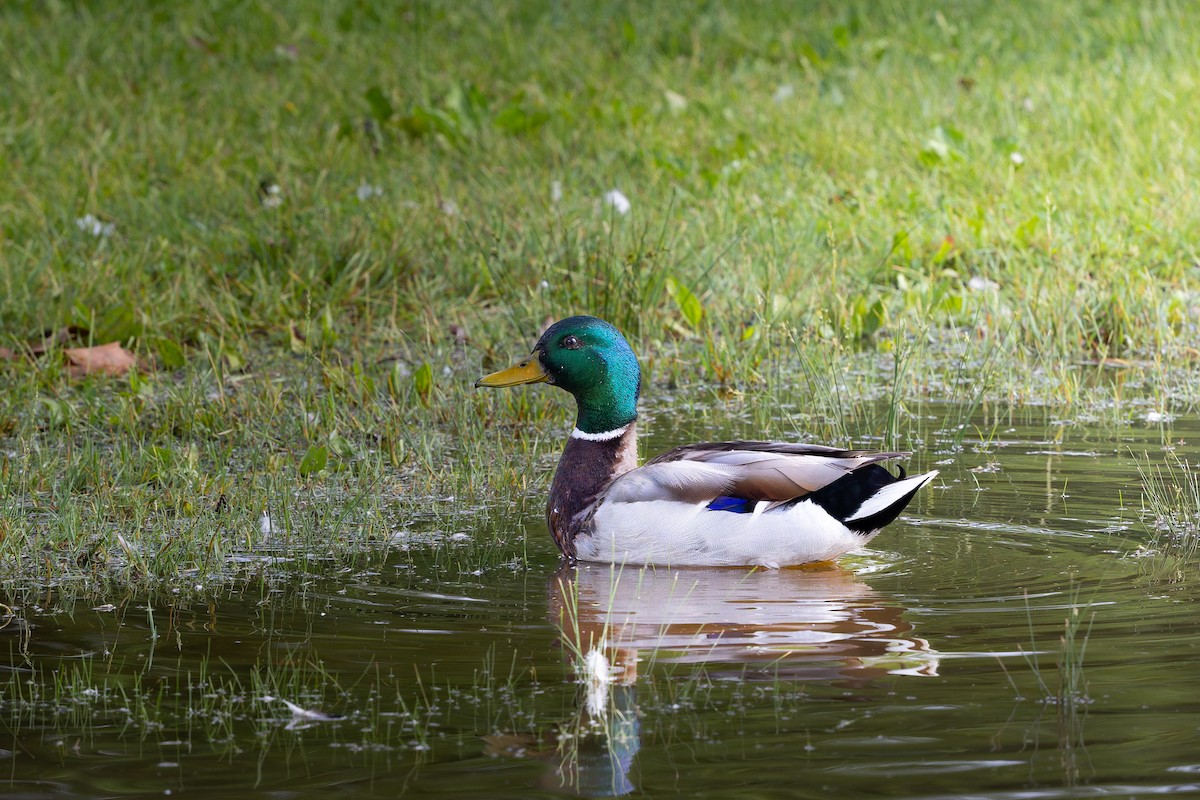 Mallard - ML638145483