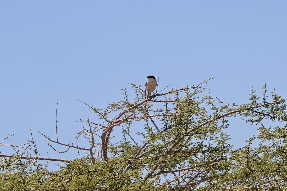 Great Gray Shrike (Sahara) - ML638145489