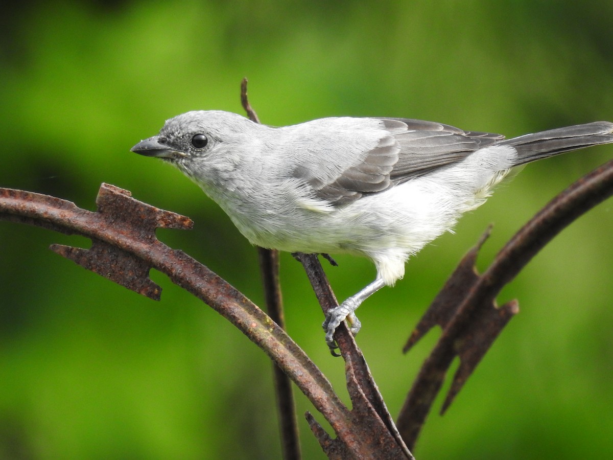 Plain-colored Tanager - ML638145572