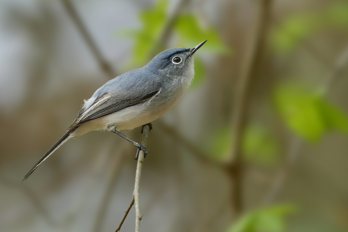 Blue-gray Gnatcatcher - ML638145590