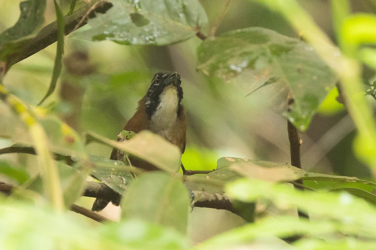 Coraya Wren - ML638145598