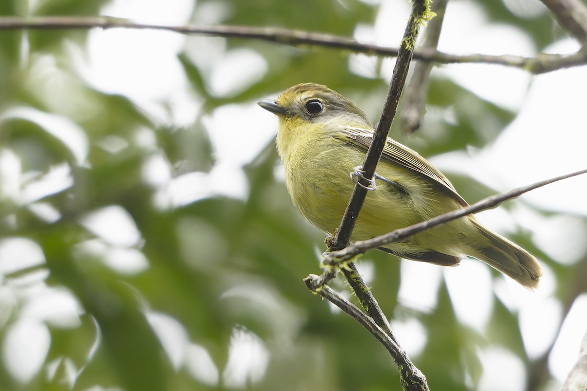 Wing-barred Piprites - ML638145603