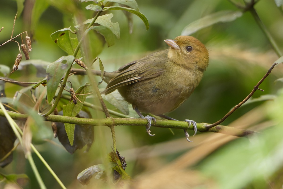 Chestnut-headed Tanager - ML638145622