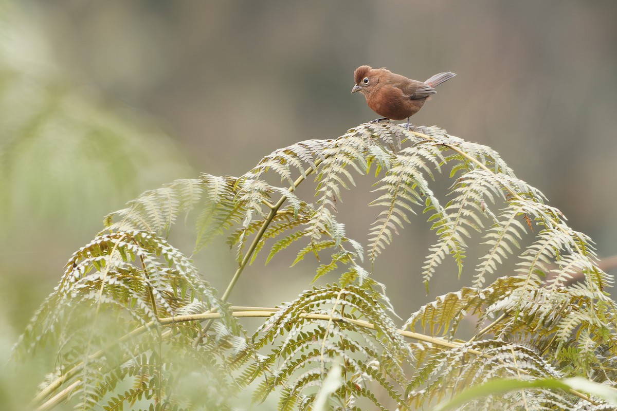 Red-crested Finch - ML638145638