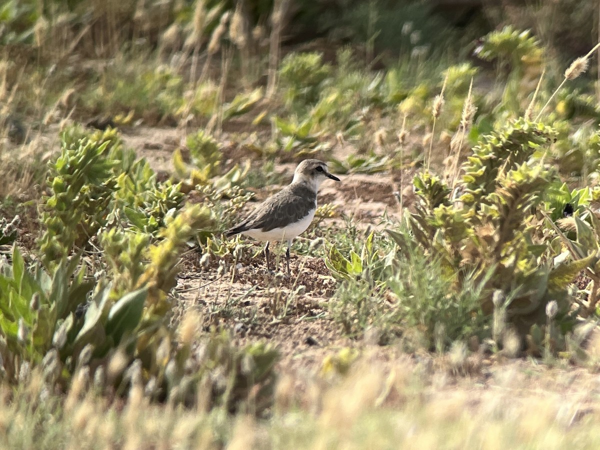 Kentish Plover (Kentish) - ML638145655