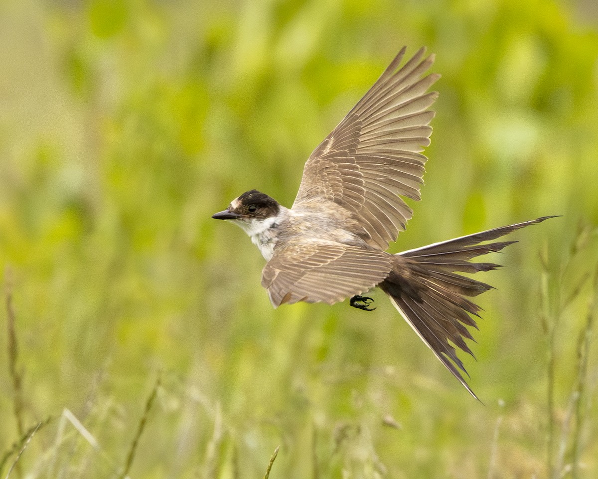 Fork-tailed Flycatcher (savana) - ML638145661