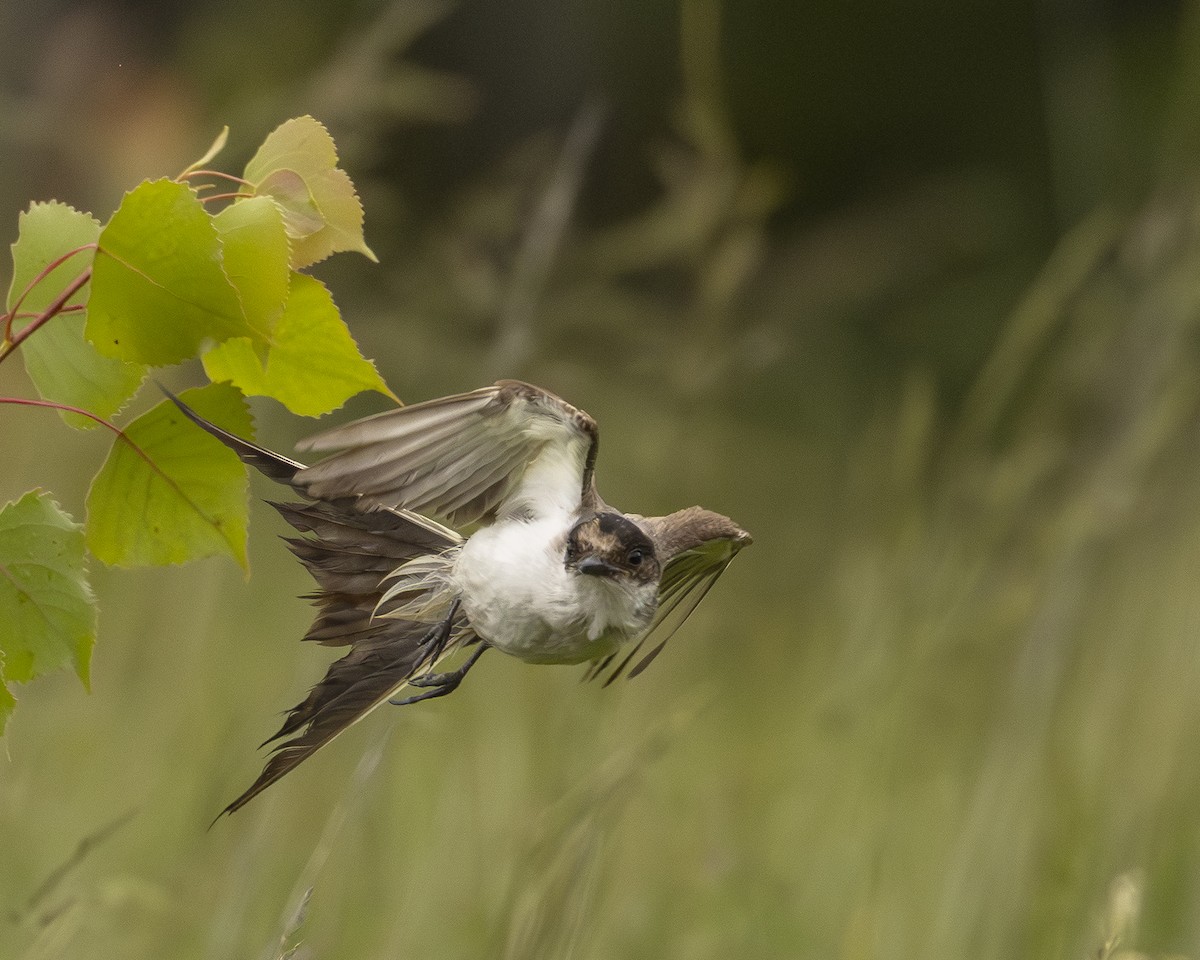 Fork-tailed Flycatcher (savana) - ML638145662