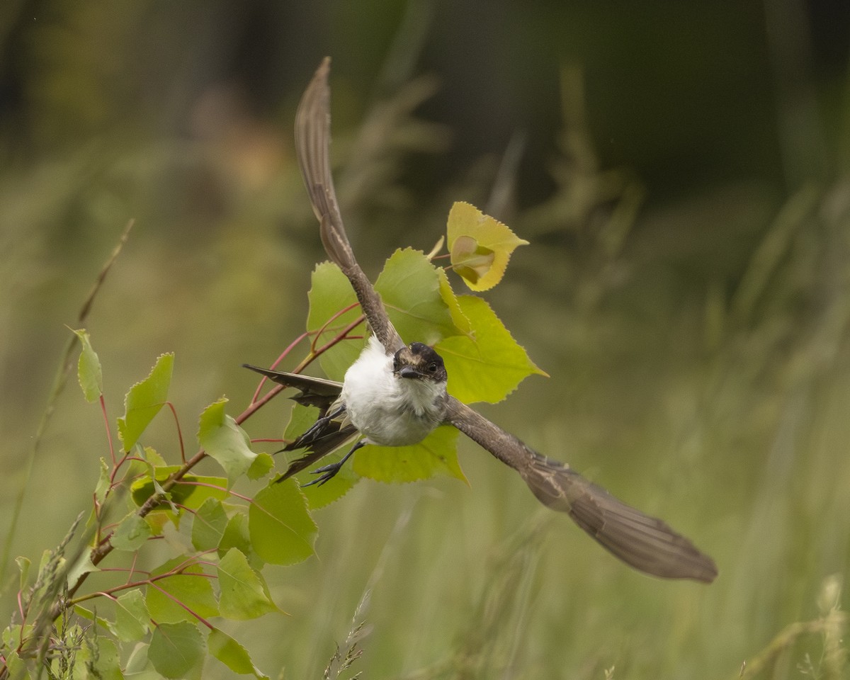 Fork-tailed Flycatcher (savana) - ML638145663