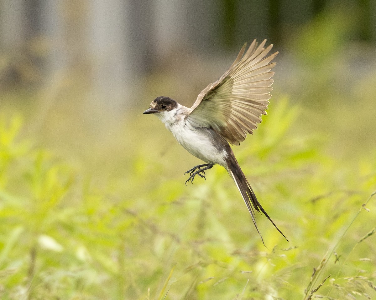 Fork-tailed Flycatcher (savana) - ML638145664