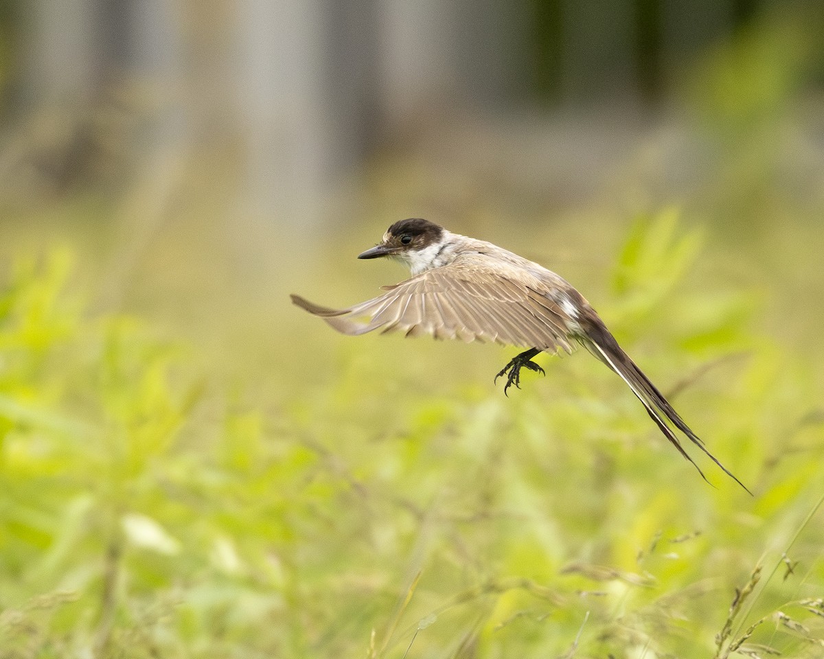 Fork-tailed Flycatcher (savana) - ML638145665