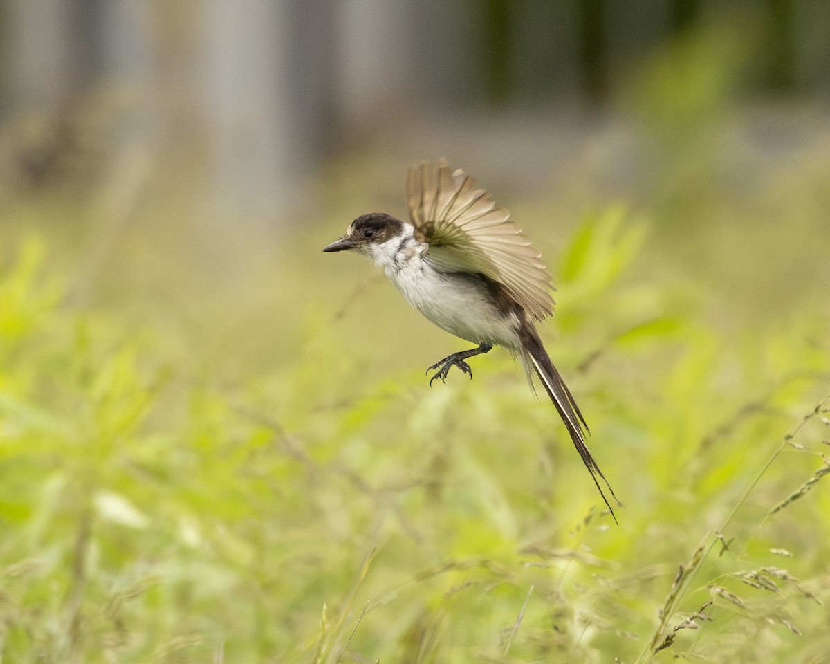 Fork-tailed Flycatcher (savana) - ML638145666