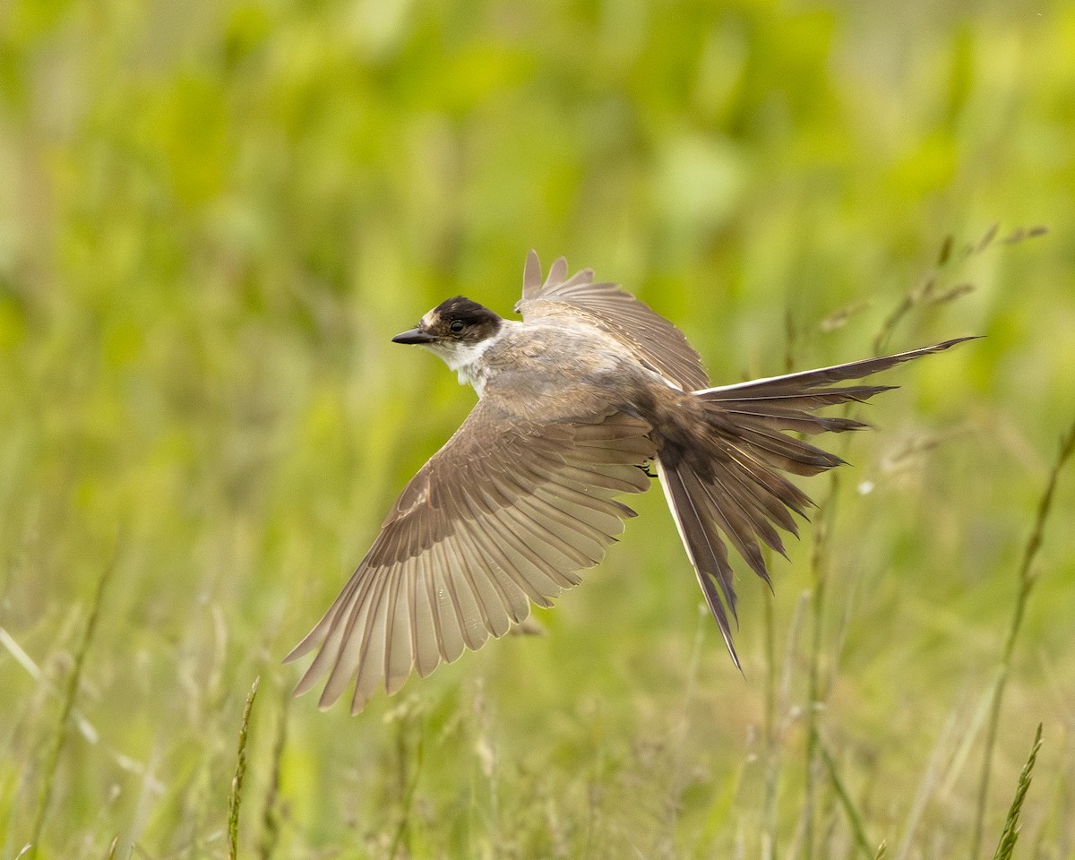 Fork-tailed Flycatcher (savana) - ML638145667