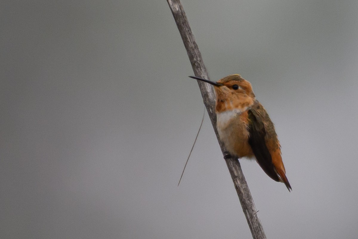 Allen's Hummingbird - ML638145699