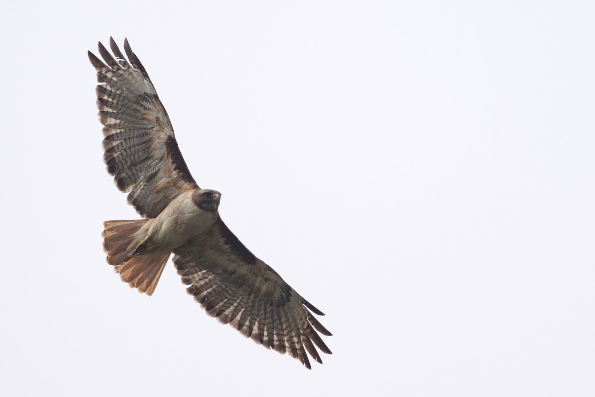 Red-tailed Hawk - ML638145705