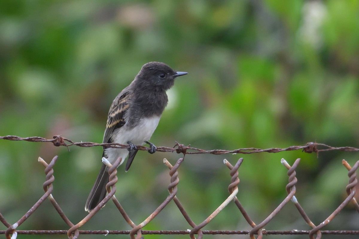 Black Phoebe - ML638145709
