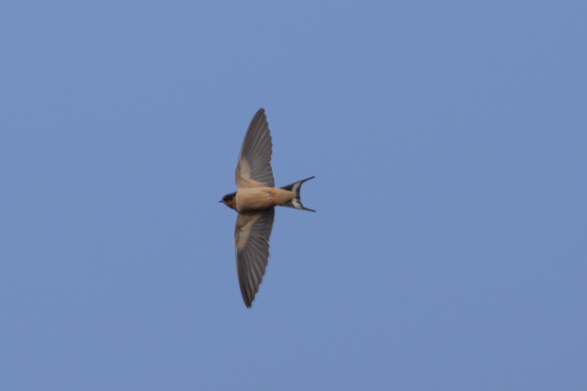 Barn Swallow - ML638145713
