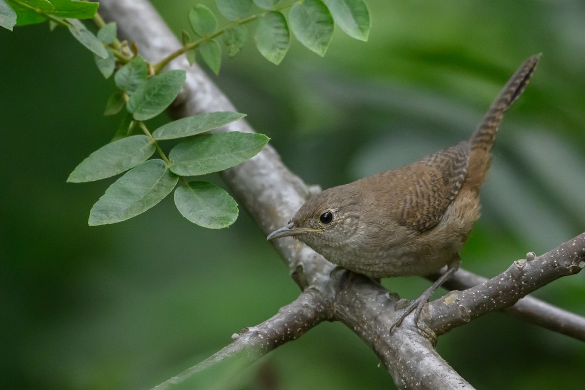 Northern House Wren - ML638145719
