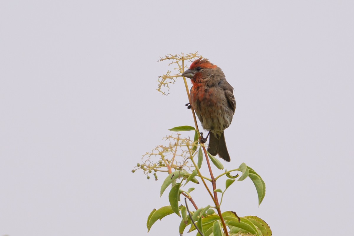 House Finch - ML638145728