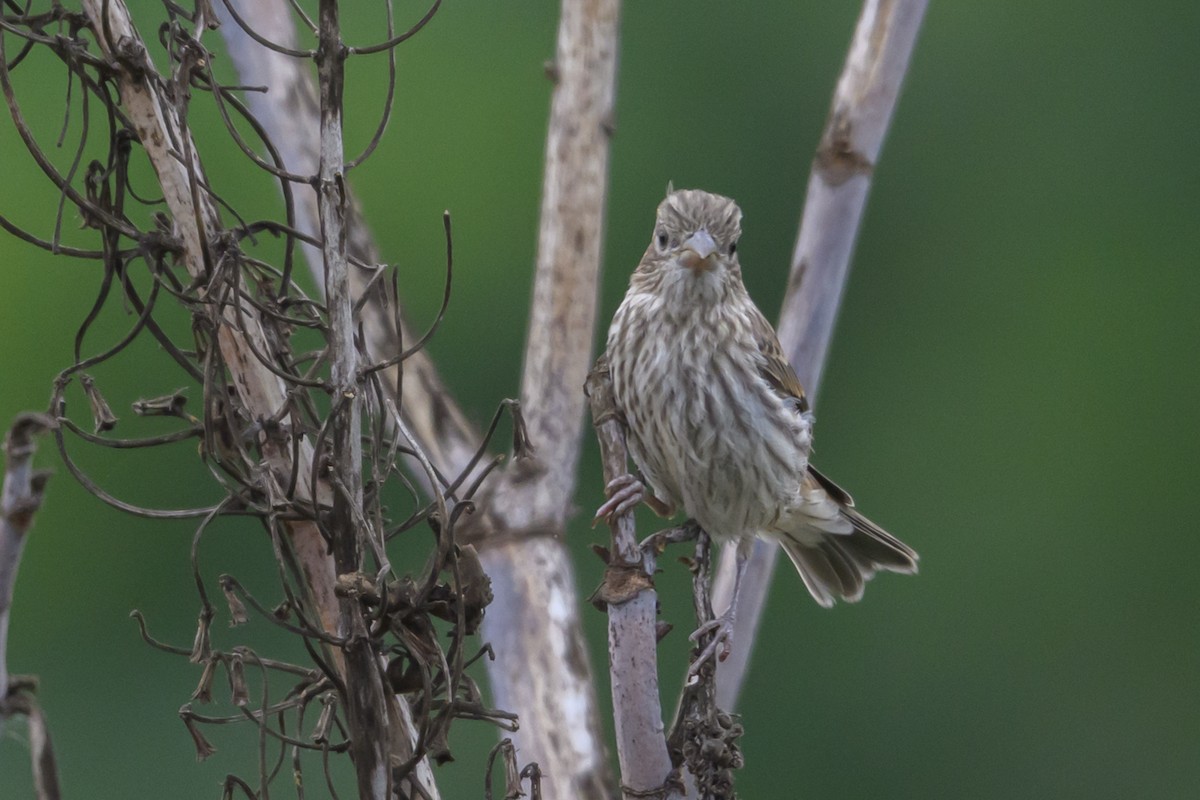 House Finch - ML638145729