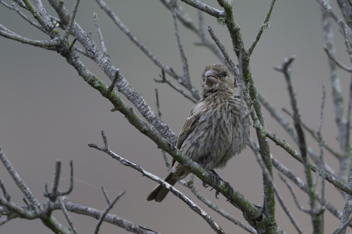 House Finch - ML638145730