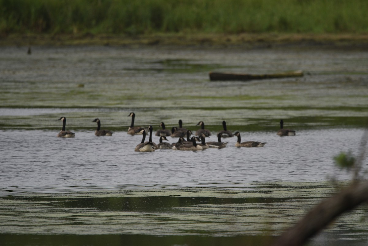 Canada Goose - ML638145736