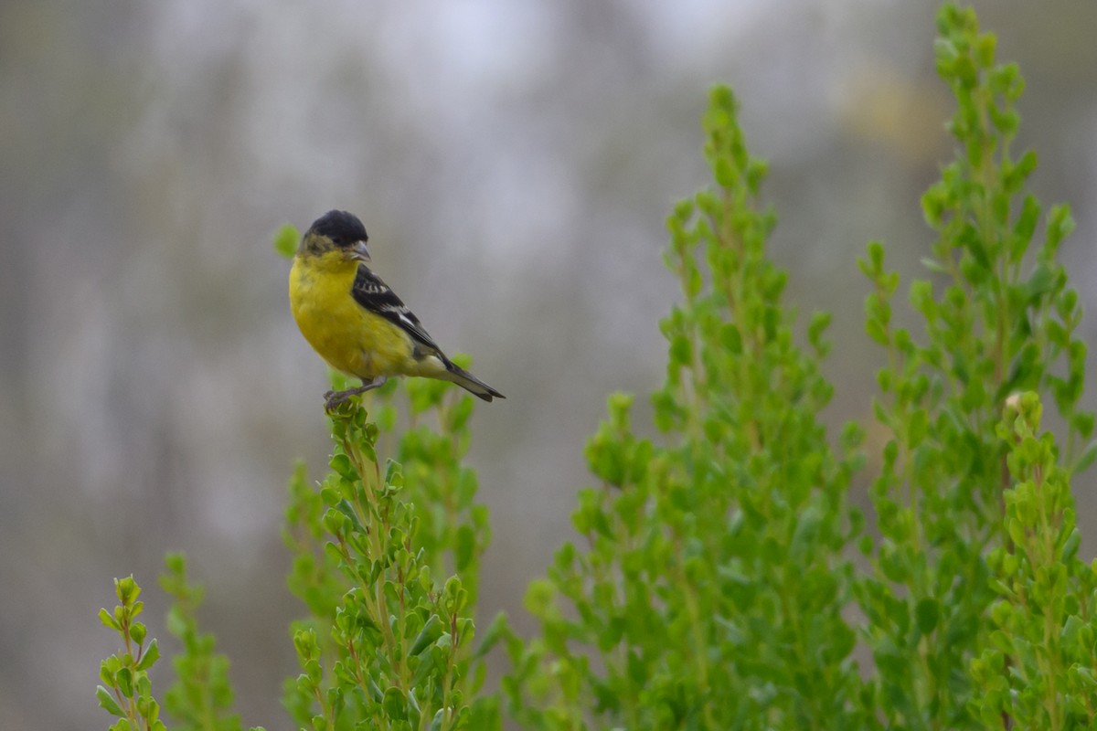 Lesser Goldfinch - ML638145738