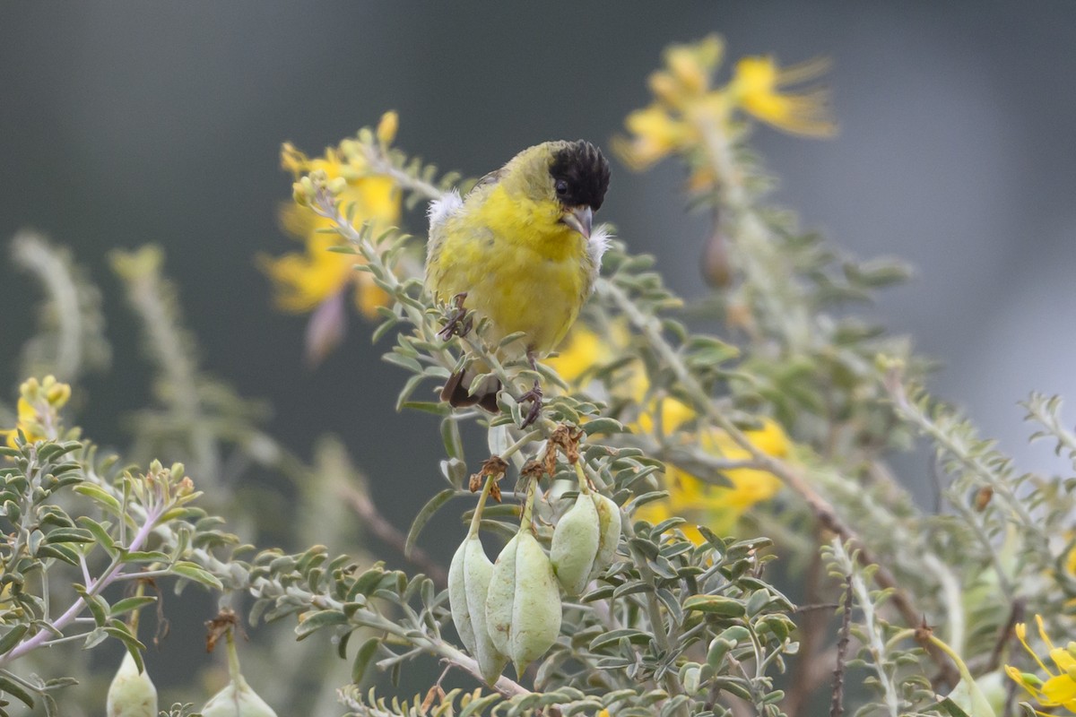Lesser Goldfinch - ML638145739