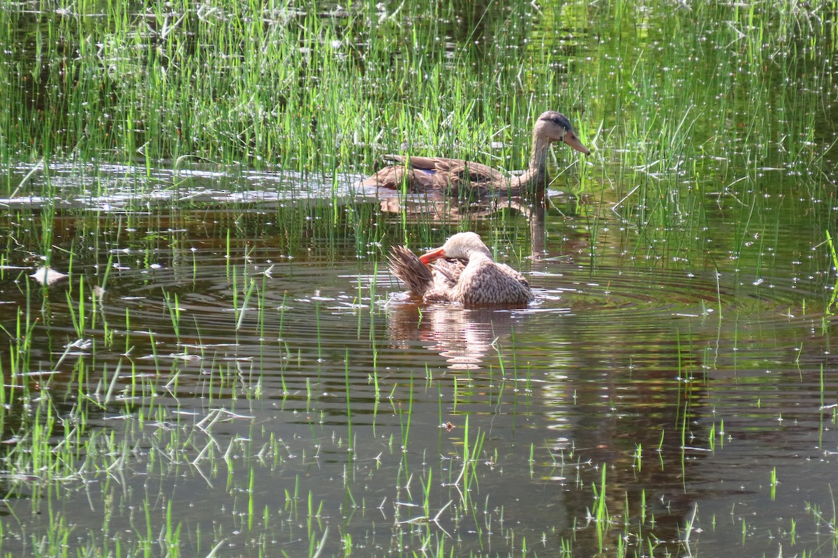 kachna pobřežní (ssp. fulvigula) - ML638145748