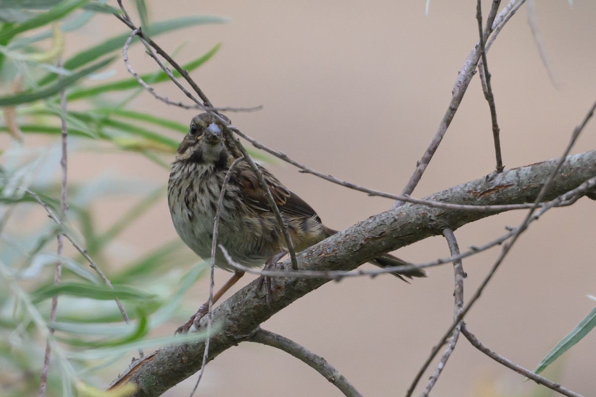 Song Sparrow - ML638145751