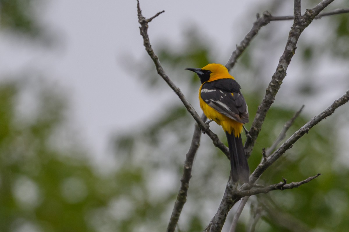 Hooded Oriole - ML638145767