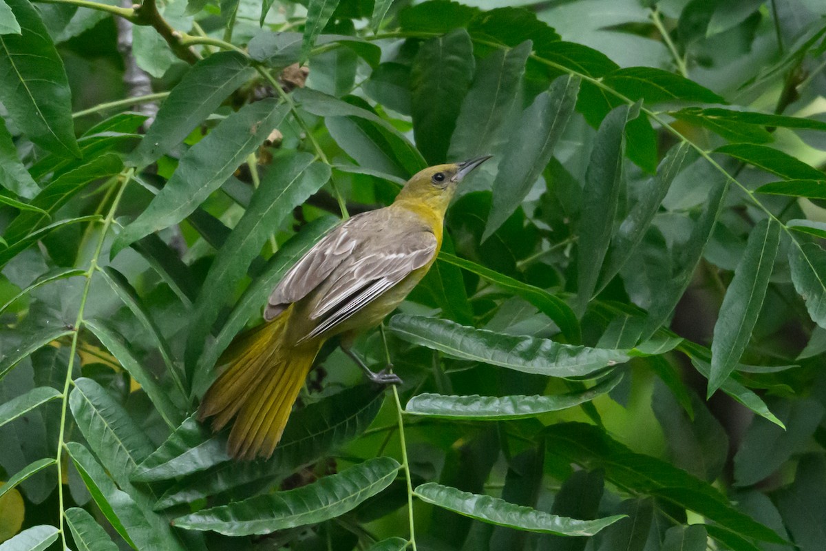 Hooded Oriole - ML638145768