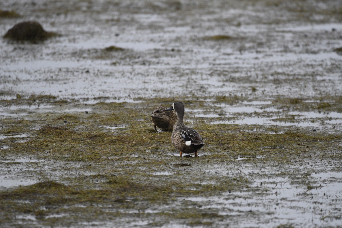 Blue-winged Teal - ML638145769