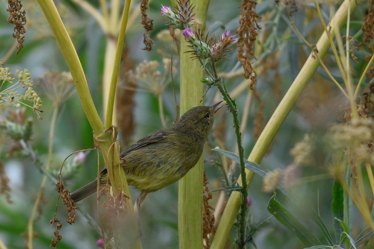 Orange-crowned Warbler - ML638145777