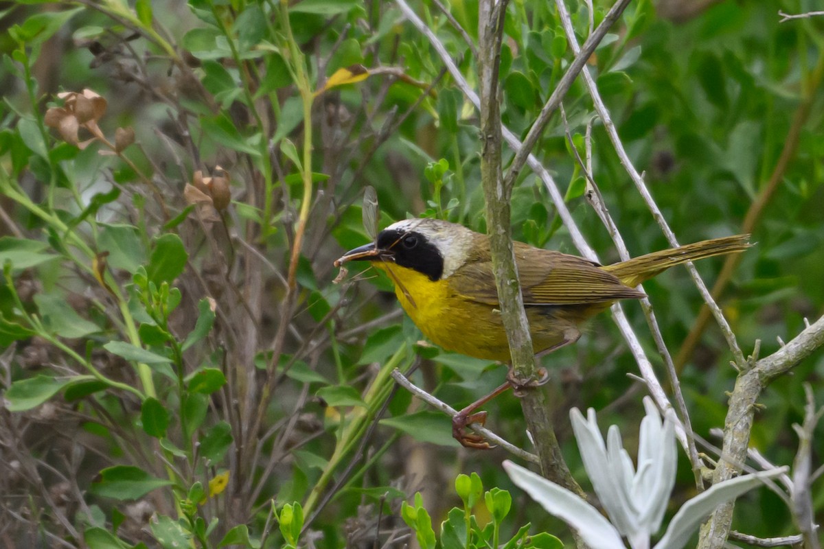 Common Yellowthroat - ML638145793
