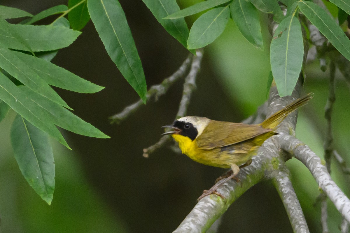 Common Yellowthroat - ML638145794