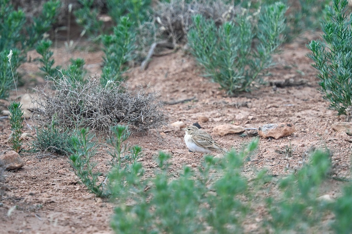 Greater Short-toed Lark - ML638145836