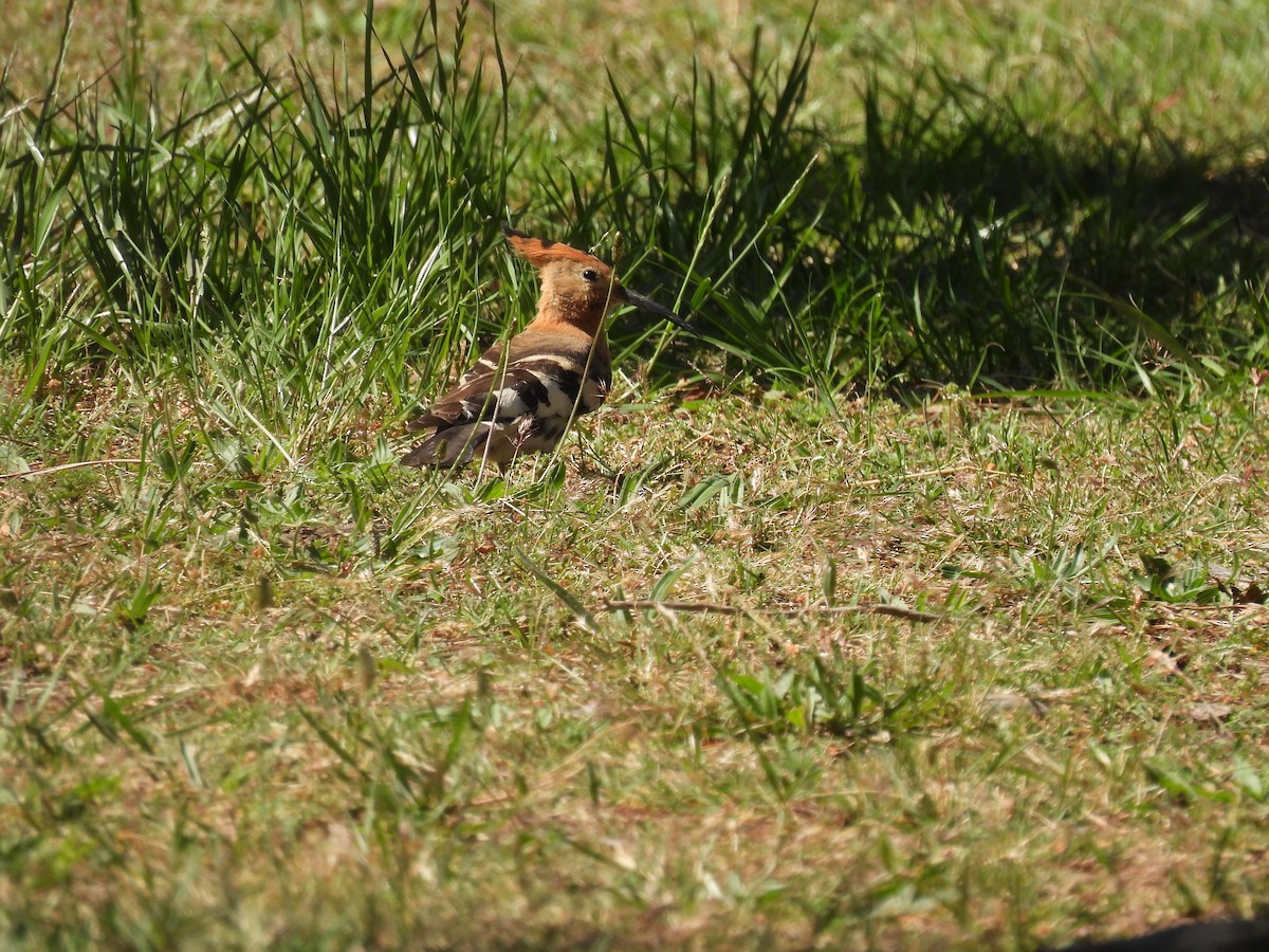 Eurasian Hoopoe (African) - ML638145865
