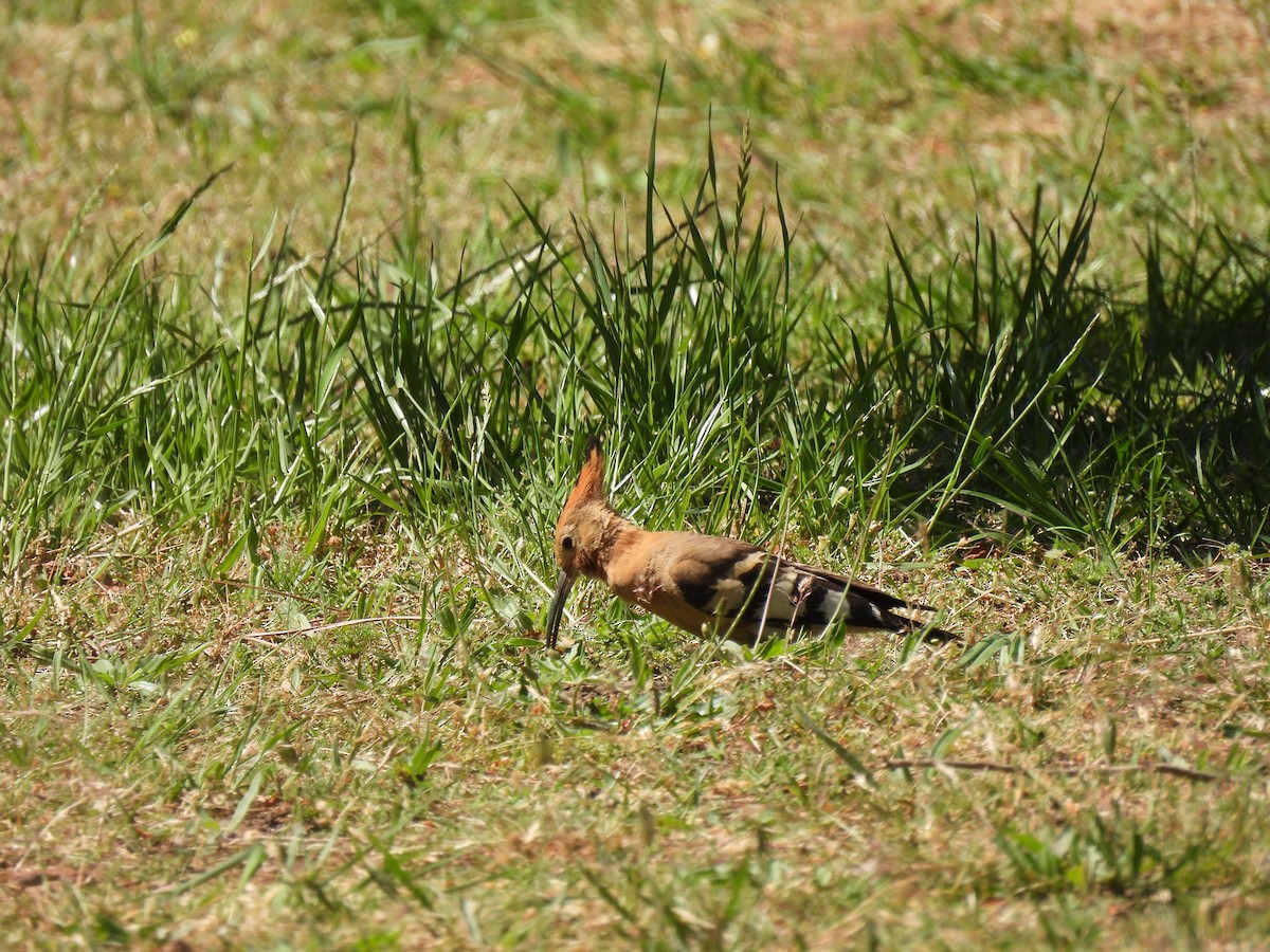 Eurasian Hoopoe (African) - ML638145866