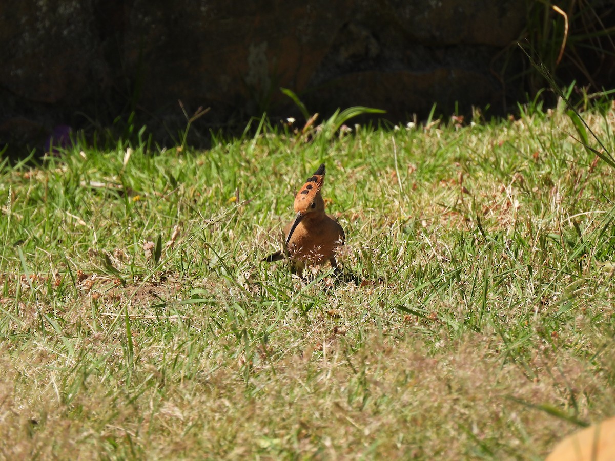 Eurasian Hoopoe (African) - ML638145867