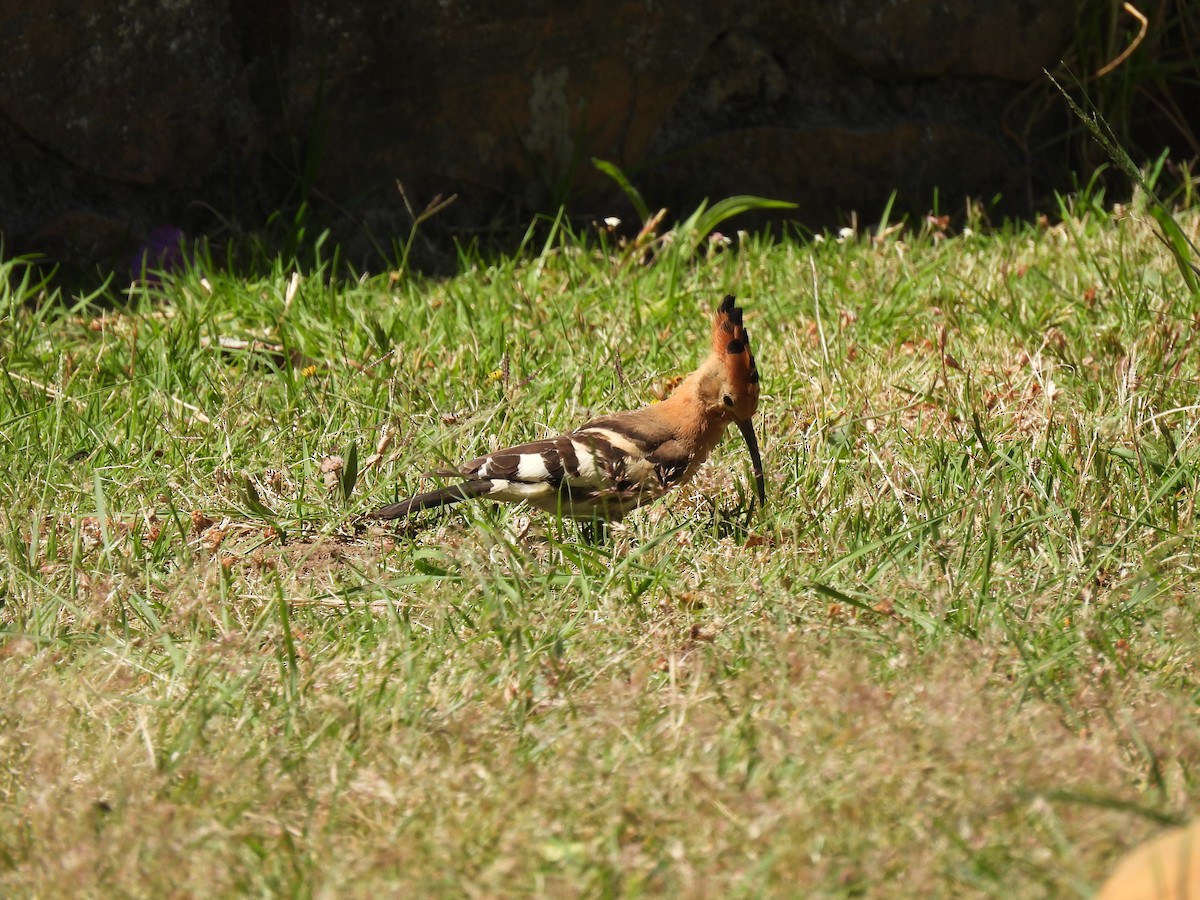 Eurasian Hoopoe (African) - ML638145868