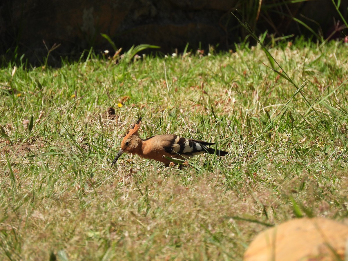 Eurasian Hoopoe (African) - ML638145869