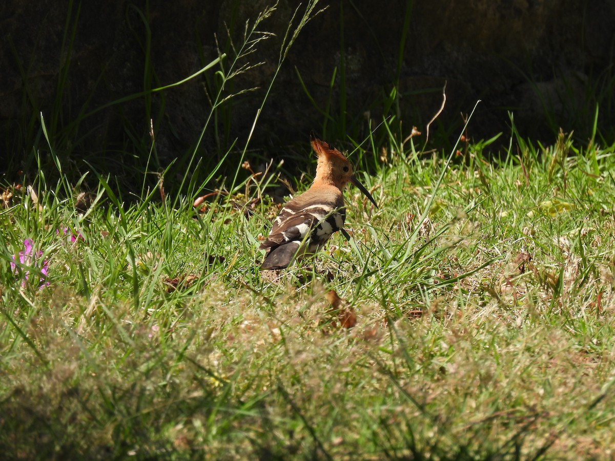 Eurasian Hoopoe (African) - ML638145870