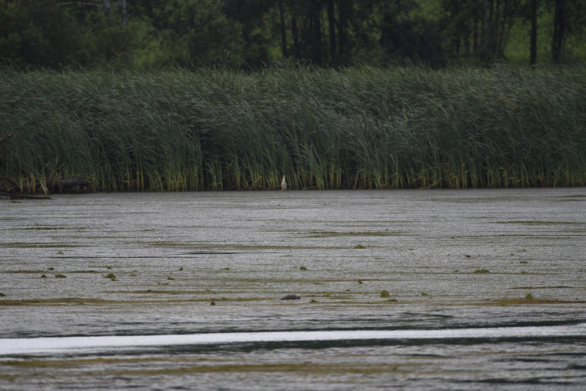 Black-crowned Night Heron - ML638145902