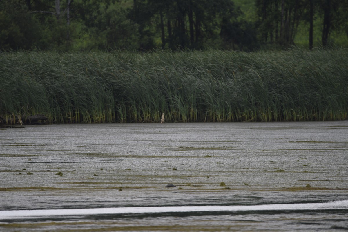 Black-crowned Night Heron - ML638145903