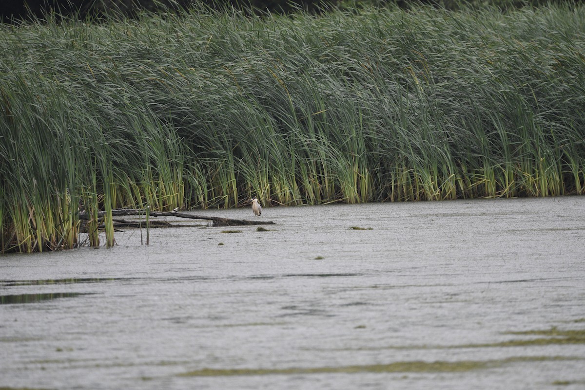Black-crowned Night Heron - ML638145904