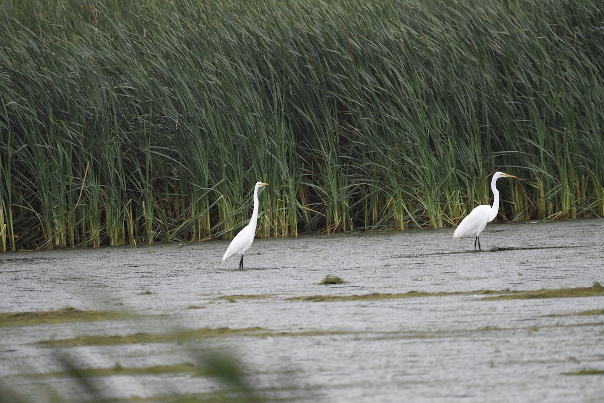 Great Egret - ML638145930