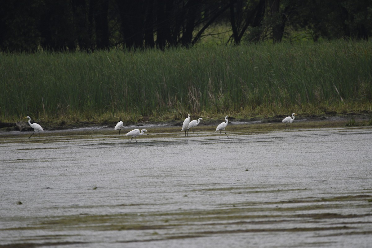 Great Egret - ML638145931