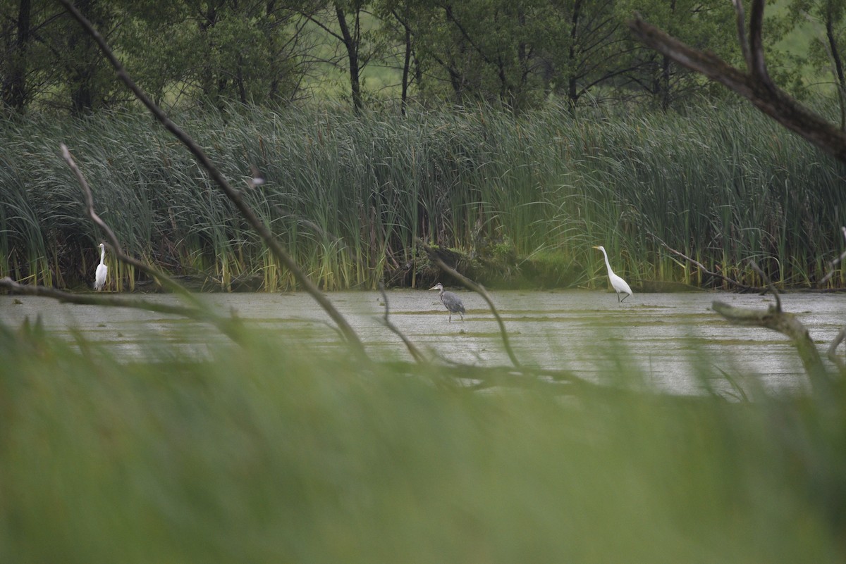 Great Egret - ML638145932