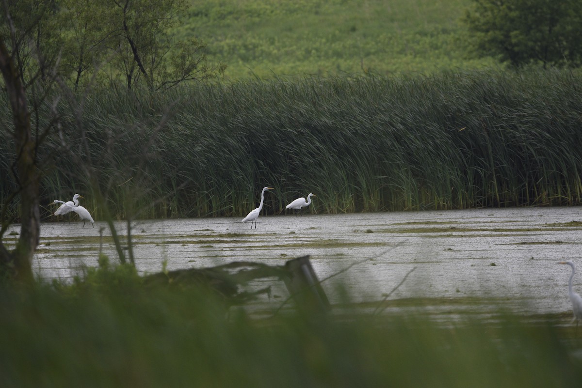 Great Egret - ML638145933